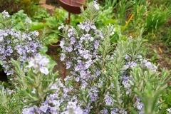 Blick in unseren Kraeutergarten
