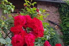 Rosenblüte