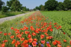 Nach hinten führt der Weg vom Hof zwischen Wiesen und Feld mit Bluehstreifen hinaus.