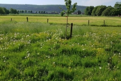 Blick über die Wiese Richtung Sofienhöhe.