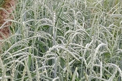 Dinkel
