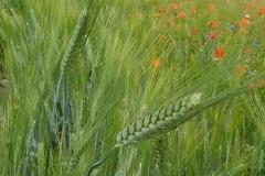 Kamut - Khorasan Weizen