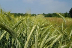 Triticale